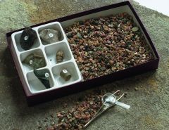 Fossil Hunt Kit