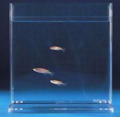 Mirusou Transparent Tank (each)