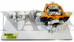 Crown and Pinion Differential